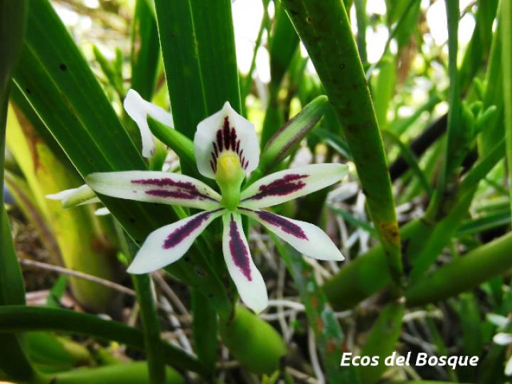 Prosthechea abbreviata
