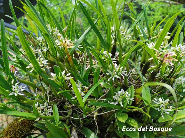 Prosthechea abbreviata