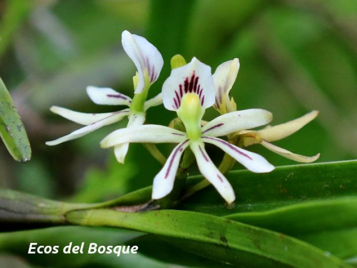 Prosthechea abbreviata