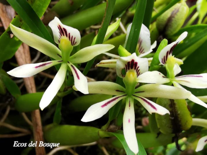 Prosthechea abbreviata