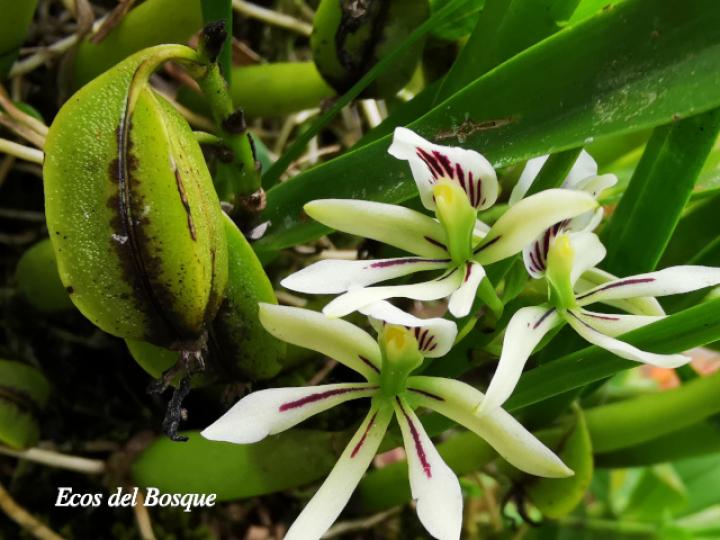 Prosthechea abbreviata