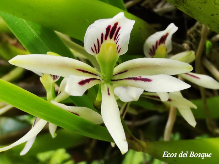 Prosthechea abbreviata