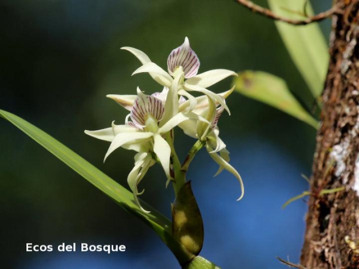 Prosthechea fragrans