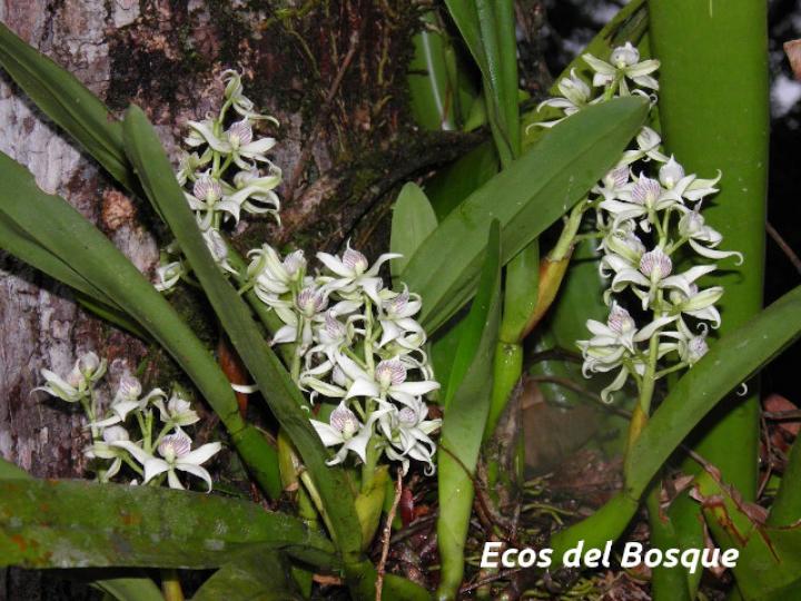 Prosthechea fragrans