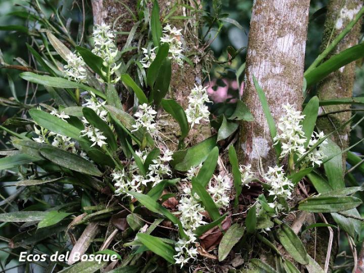 Prosthechea fragrans