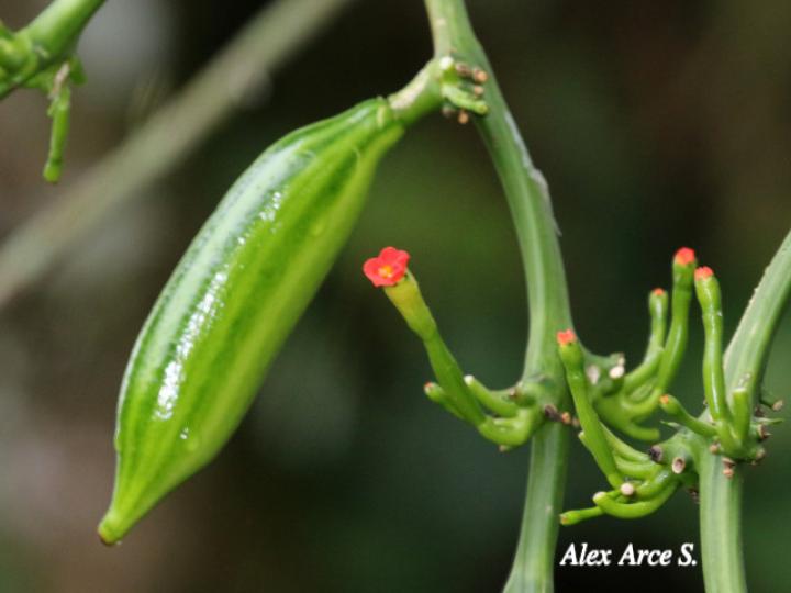 Psiguria warscewiczii (Pata de danta)