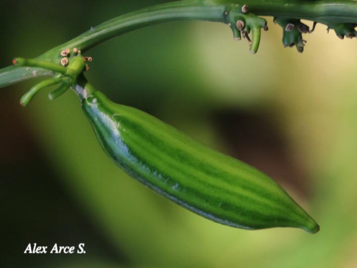 Psiguria warscewiczii (Pata de danta)