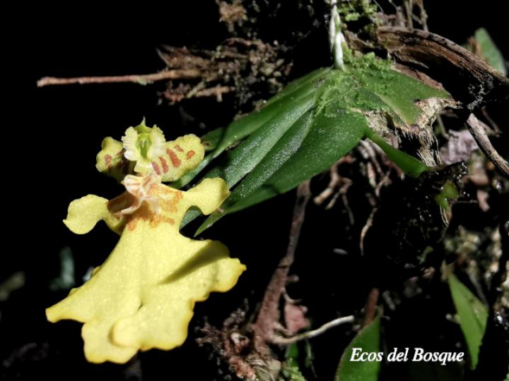 Psygmorchis pusilla