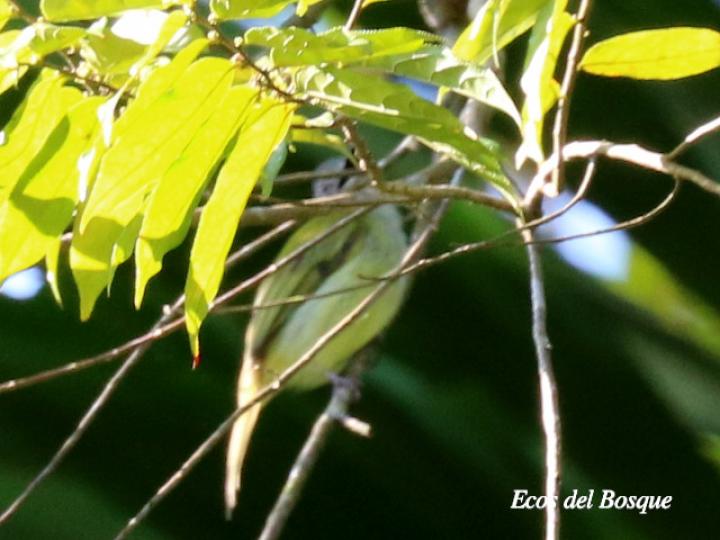 Reinita (de tupidero o enlutada) en Casearia arborea