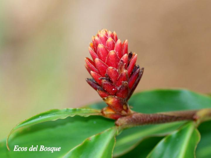 Renealmia cernua (Gengibre de montaña, canela)