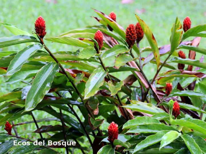 Renealmia cernua (Gengibre de montaña, canela)