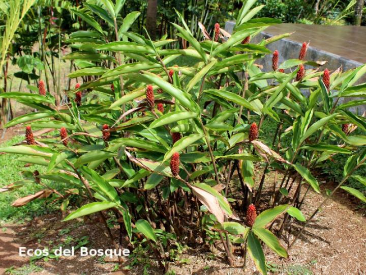 Renealmia cernua (Gengibre de montaña, canela)
