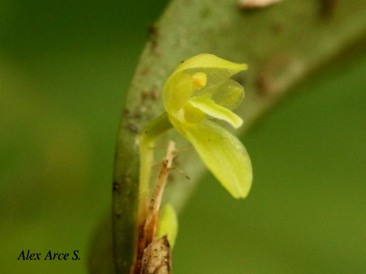 Restrepiopsis ujarensis