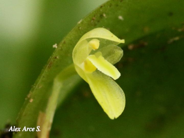 Restrepiopsis ujarensis