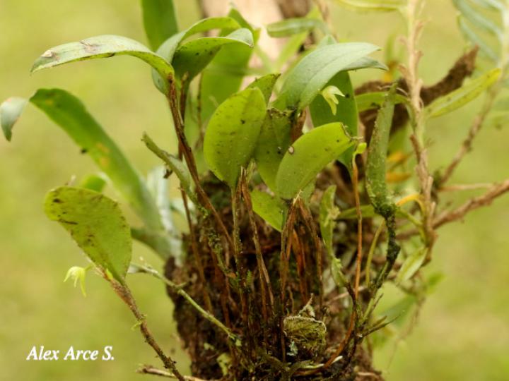 Restrepiopsis ujarensis