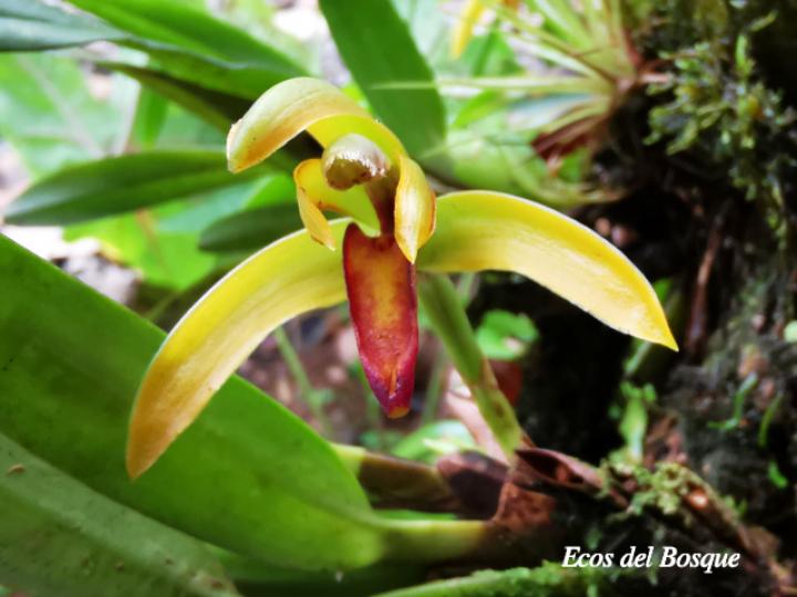 Rhetinantha aciantha