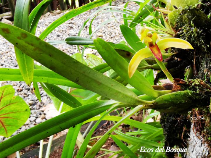 Rhetinantha aciantha