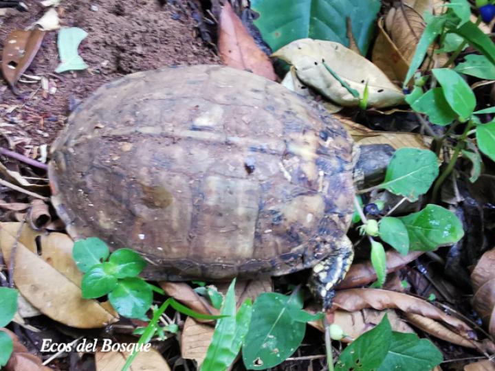 Rhinoclemmys annulata (Tortuga café terrestre)