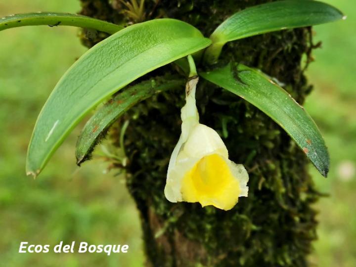 Rodriguezia compacta