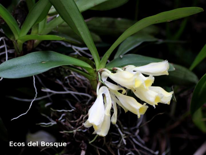 Rodriguezia compacta