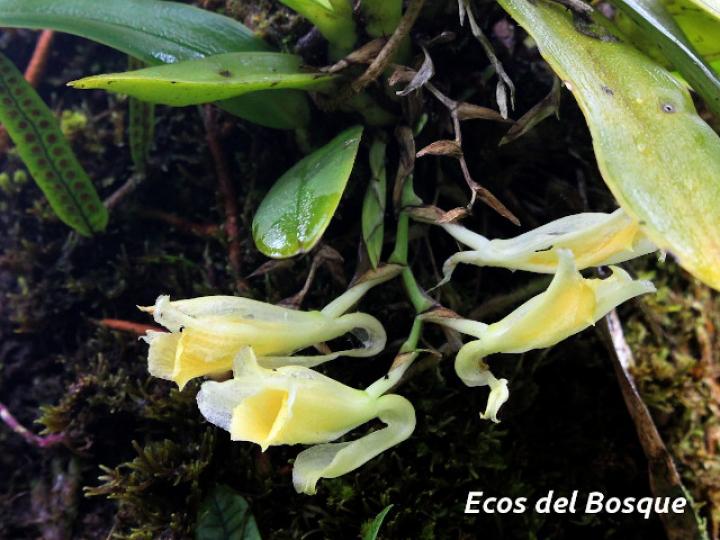 Rodriguezia compacta