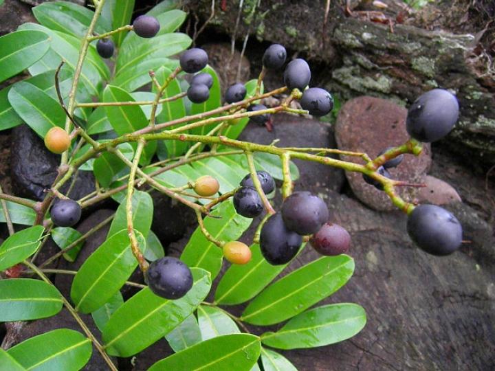 Simarouba amara (Aceituno)