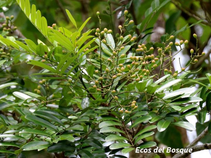 Simarouba amara (Aceituno)