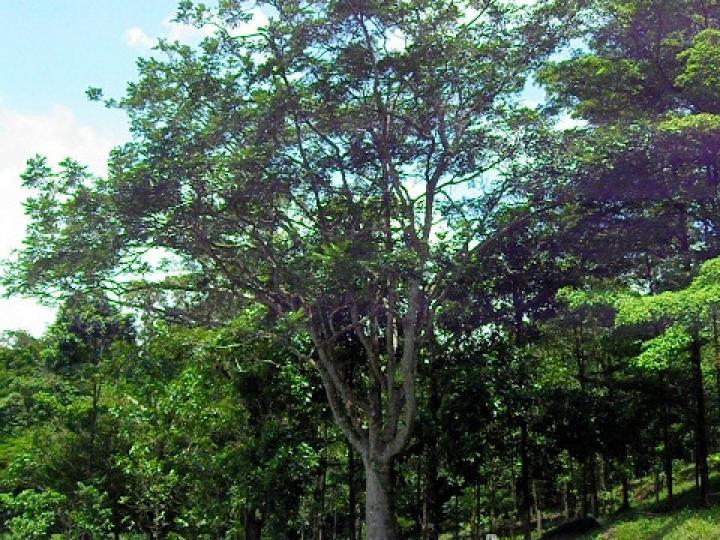 Simarouba amara (Aceituno)