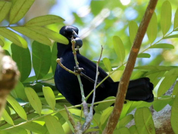 Tordo cantor en Simarouba amara (Aceituno)