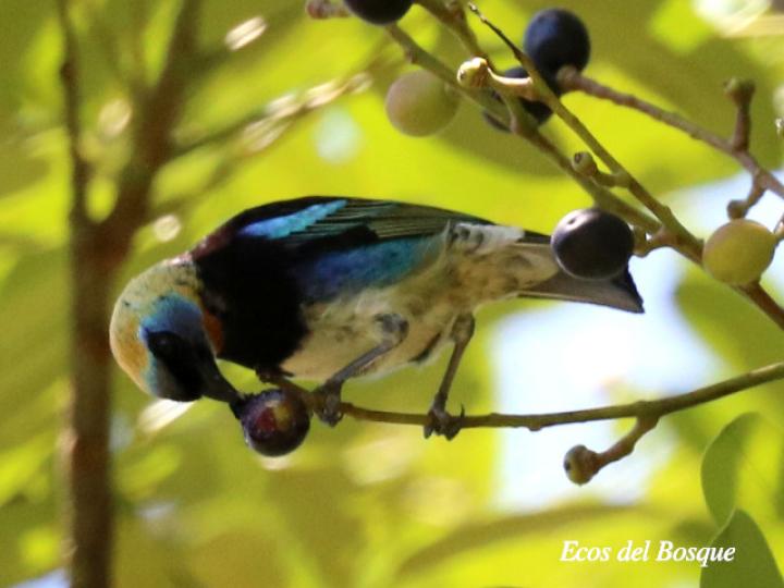 Tangara larvata en Simarouba amara (Aceituno)