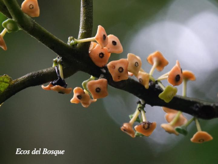 Siparuna pauciflora (Limoncillo, Pasmo)