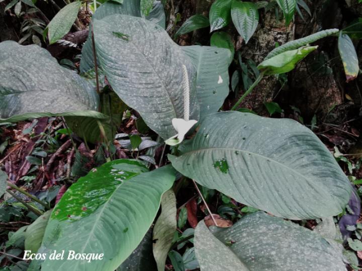Spathiphyllum laeve