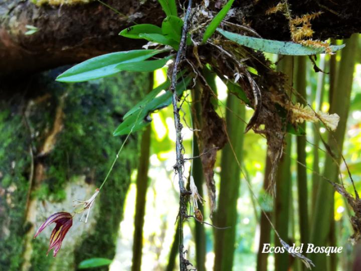 Specklinia simmleriana