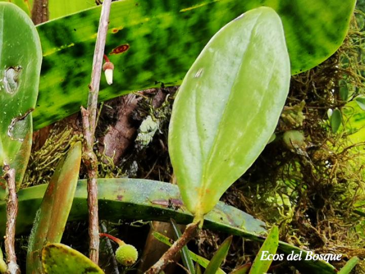 Sphyrospermum standleyi