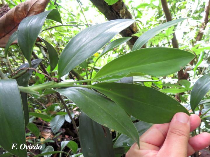 Stenospermation angustifolium