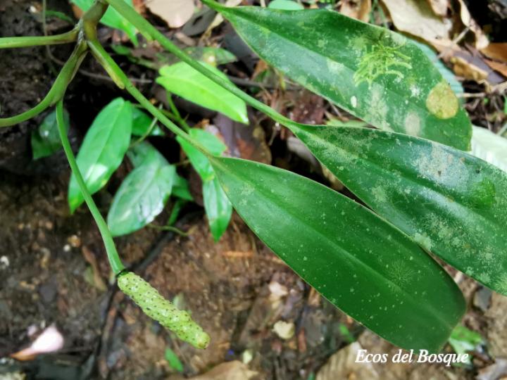 Stenospermation angustifolium