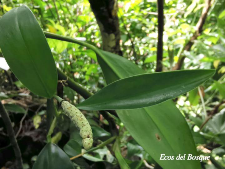 Stenospermation angustifolium