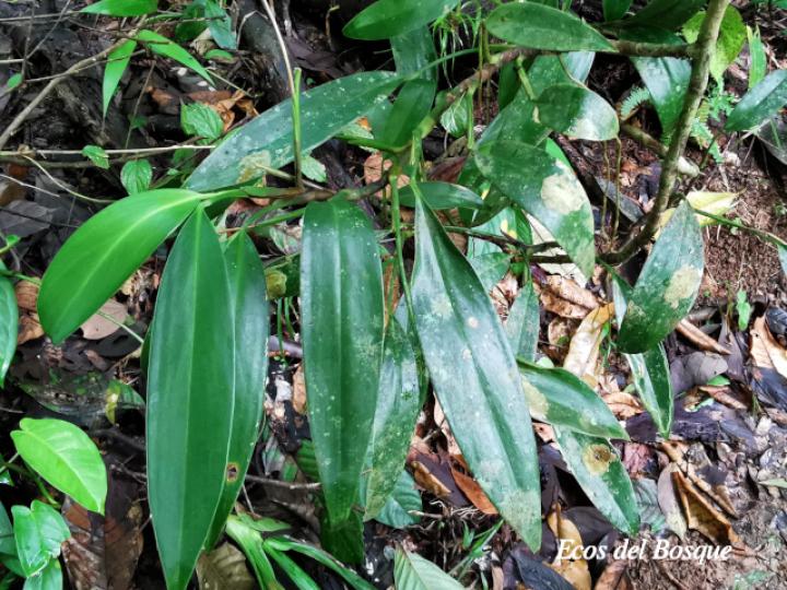 Stenospermation angustifolium
