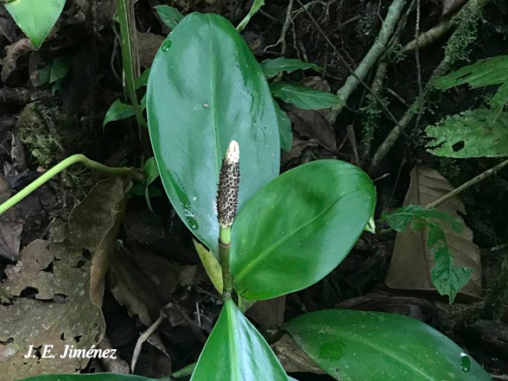 Stenospermatium marantifolium