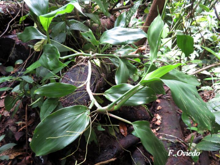 Stenospermatium marantifolium