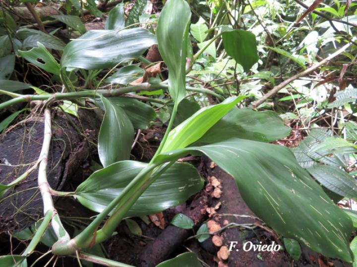 Stenospermatium marantifolium