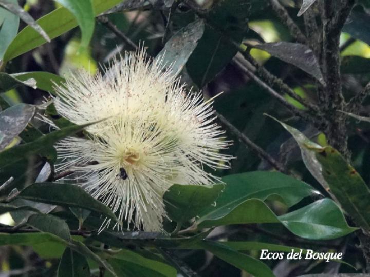 Syzygium jambos (Manzana rosa)