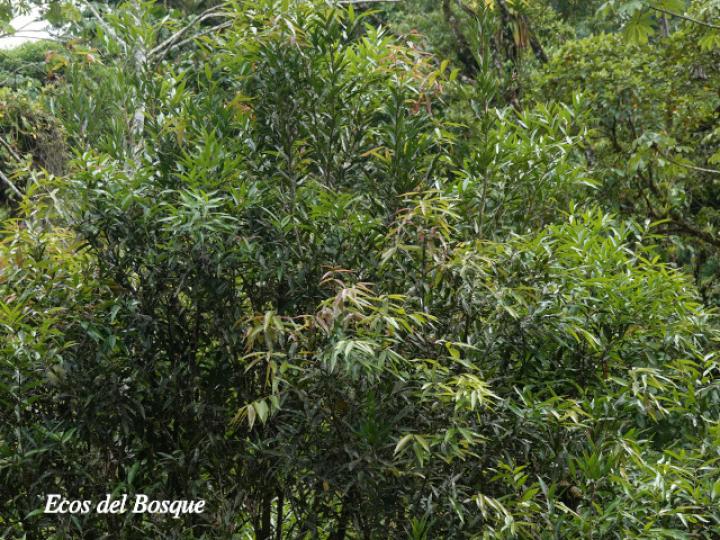 Syzygium jambos (Manzana rosa)