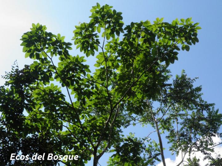 Tabebuia rosea (Roble sabana)