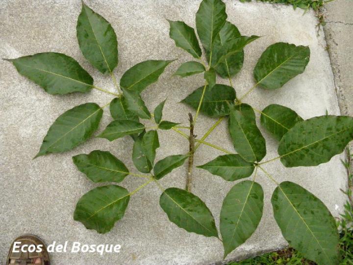 Tabebuia rosea (Roble sabana)