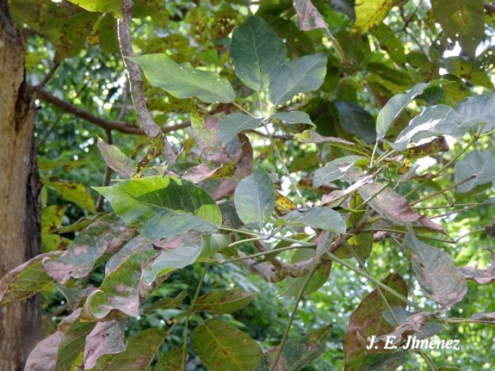 Tabebuia rosea (Roble sabana)