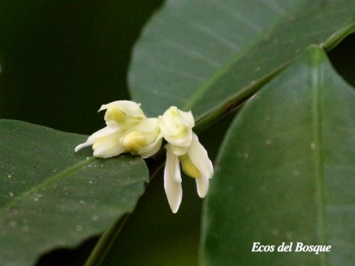Tabernaemontana robinsonii (Guijarro)