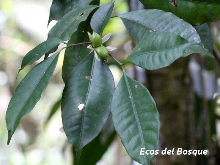 Tabernaemontana robinsonii (Guijarro)