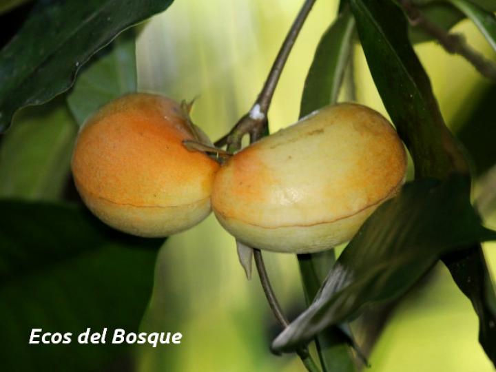 Tabernaemontana robinsonii (Guijarro)