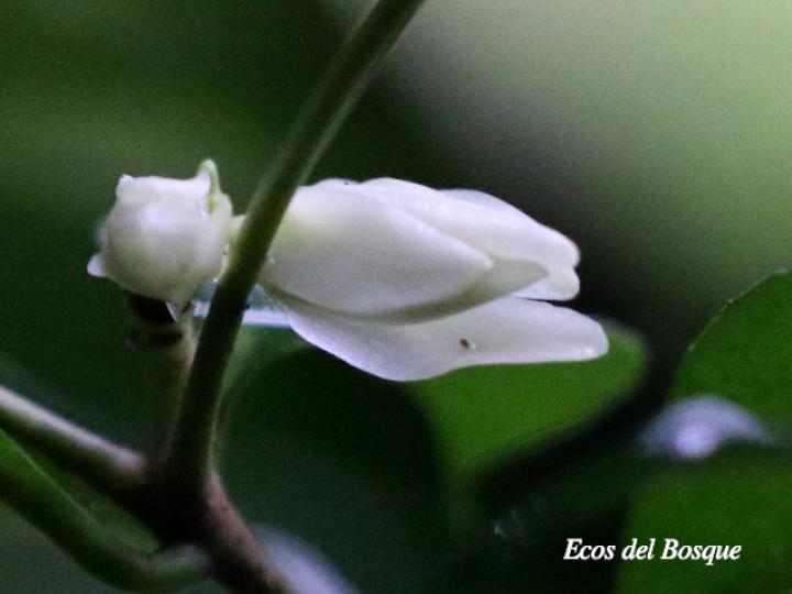 Tabernaemontana robinsonii (Guijarro)